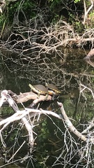 Pseudemys peninsularis