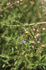 Salvia stenophylla