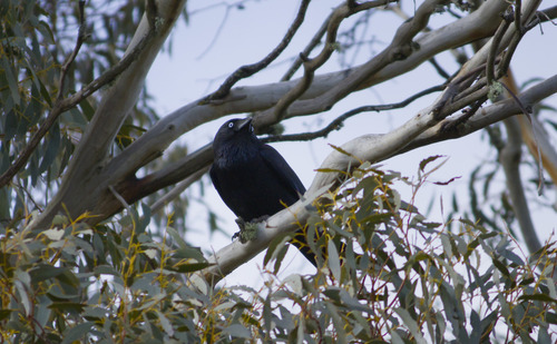 Little Raven