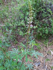 Lupinus latifolius wigginsii