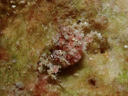 Exopalicus maculatus, 2026-05-10