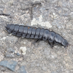 Carabus
