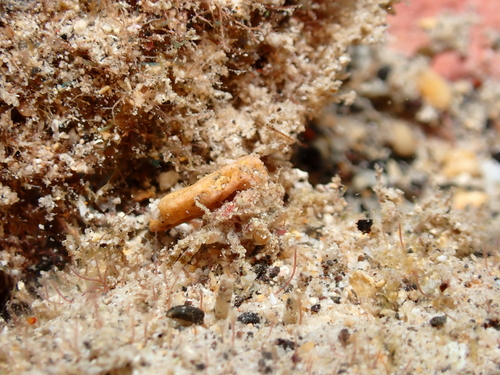 Exopalicus maculatus, 2026-05-10
