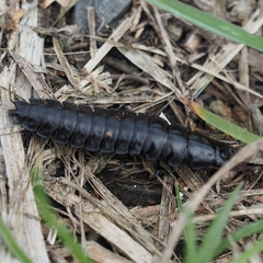 Carabus