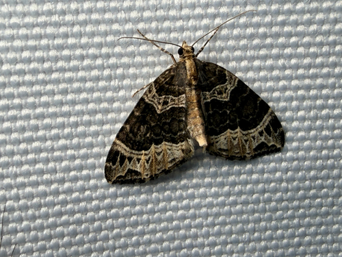 Small Phoenix (Ecliptopera silaceata)
