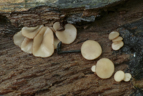 Tatraea macrospora
