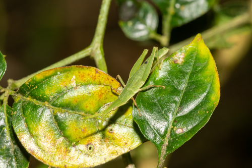 Photo of Gaudy Grasshopper (Omura congrua)