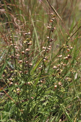 Salvia stenophylla
