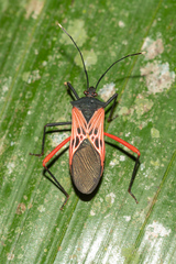 Leptoscelis excellens