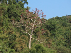 Bombax ceiba