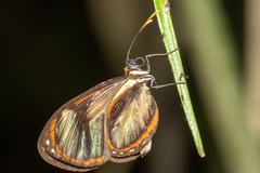 Ithomia salapia