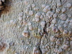 Lecanora caesiorubella glaucomodes