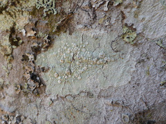 Lecanora caesiorubella glaucomodes