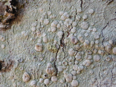 Lecanora caesiorubella glaucomodes
