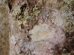 Lecanora caesiorubella glaucomodes