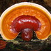 Ganoderma Lucidum Complex - Photo (c) Erlon Bailey, some rights reserved (CC BY-SA)