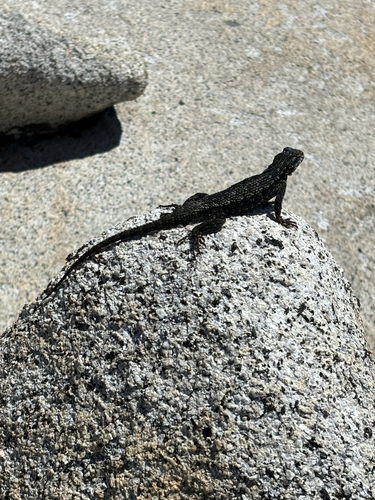 iNaturalist observation photo of Western Fence Lizard