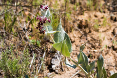 Asclepias californica californica