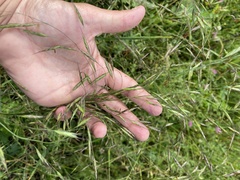 Bromus arvensis