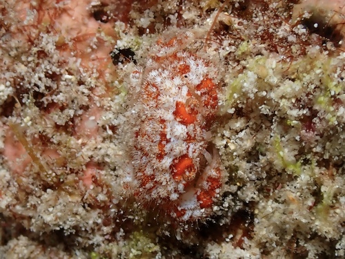 Gaillardiellus superciliaris observed 2026-07-05