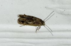 Mompha solomoni