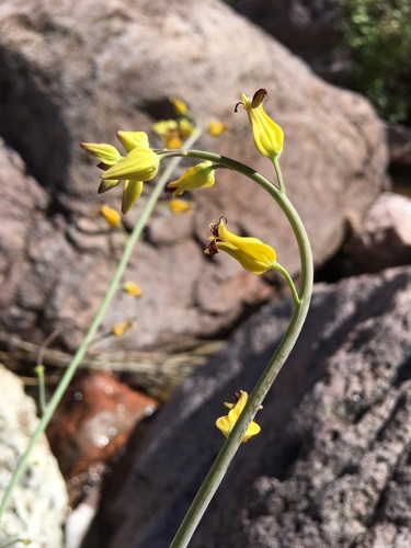 Arizona jewelflower