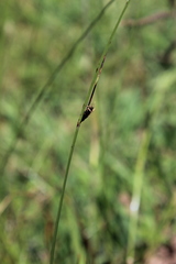 Cyperus nigricans