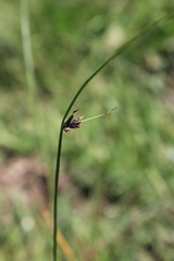 Cyperus nigricans