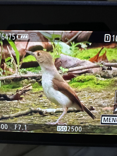 Bornean Swamp Babbler