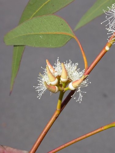 Eucalyptus amplifolia Naudin