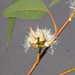 Cabbage Gum - Photo (c) Dean Nicolle, some rights reserved (CC BY-NC), uploaded by Dean Nicolle