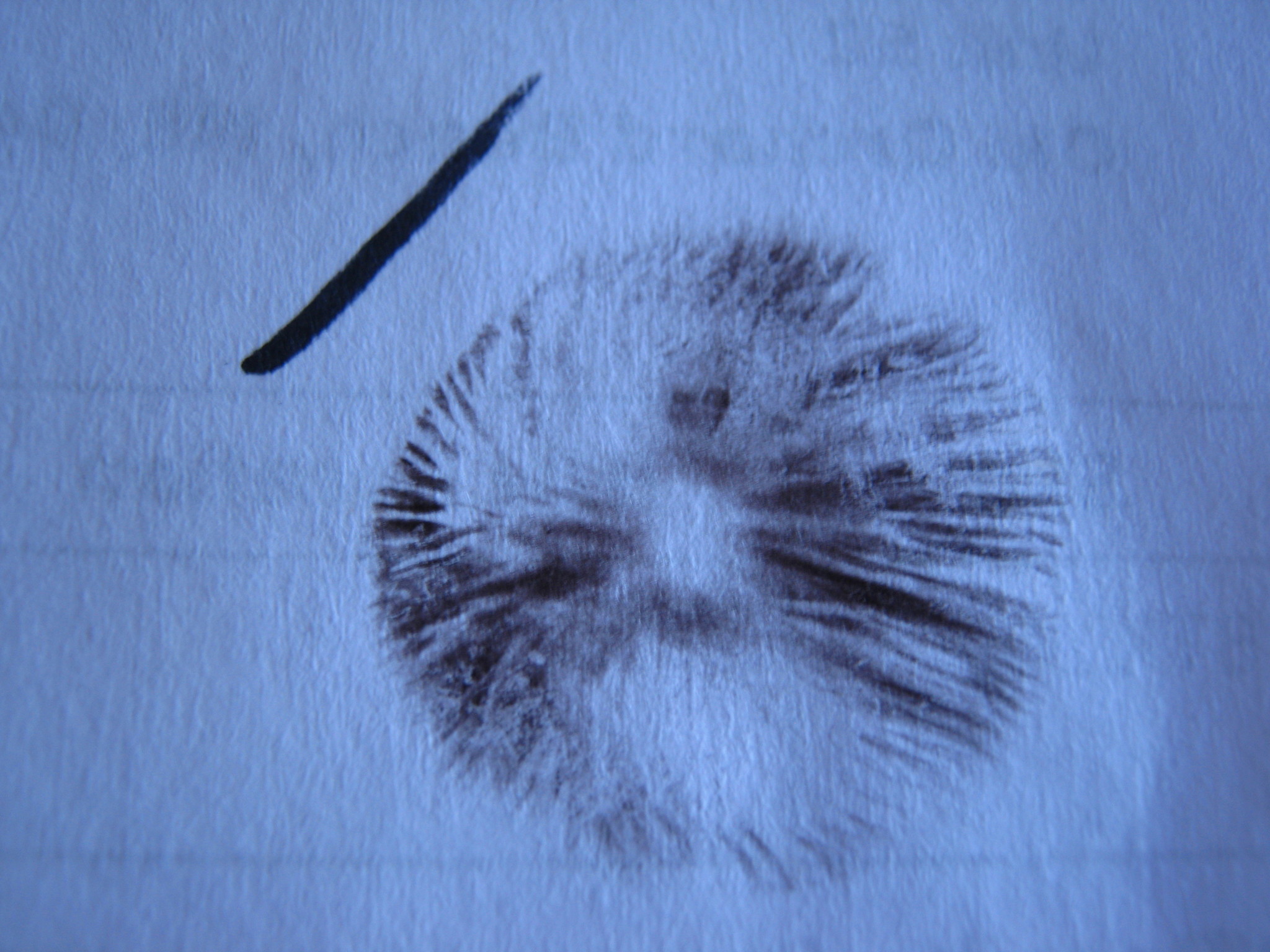 Panaeolina image