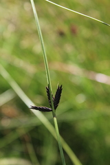 Cyperus nigricans