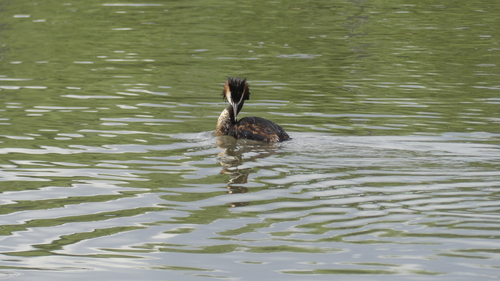 iNaturalist image