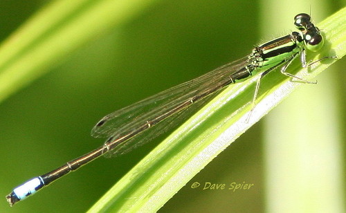 Eastern Forktail, photo 9 of 9