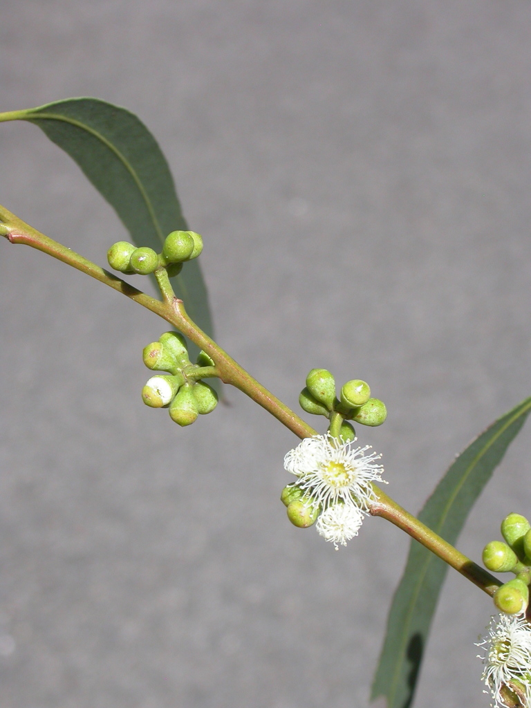 Camden White Gum