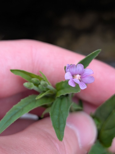 Epilobium obscurum, photograph 4