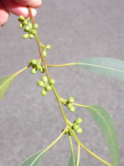 Eucalyptus benthamii