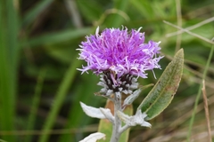 Lessingianthus macrocephalus