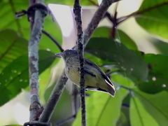 Hemitriccus zosterops