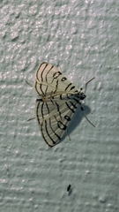 Conchylodes concinnalis