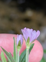 Epilobium obscurum, photograph (c) Michael, Antoni and Nihat Hinczewski, some rights reserved (CC BY)