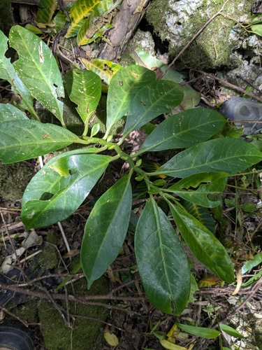 Procris pedunculata observed 2026-07-16