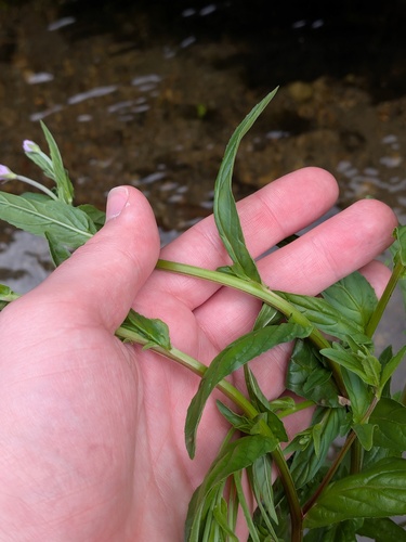 Epilobium obscurum, photograph 6
