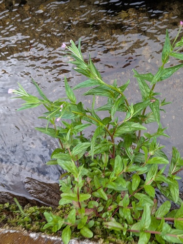 Epilobium obscurum, photograph 3