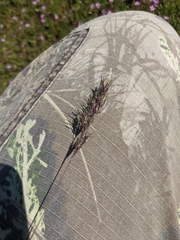Poa bulbosa