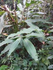 Alpinia shimadae