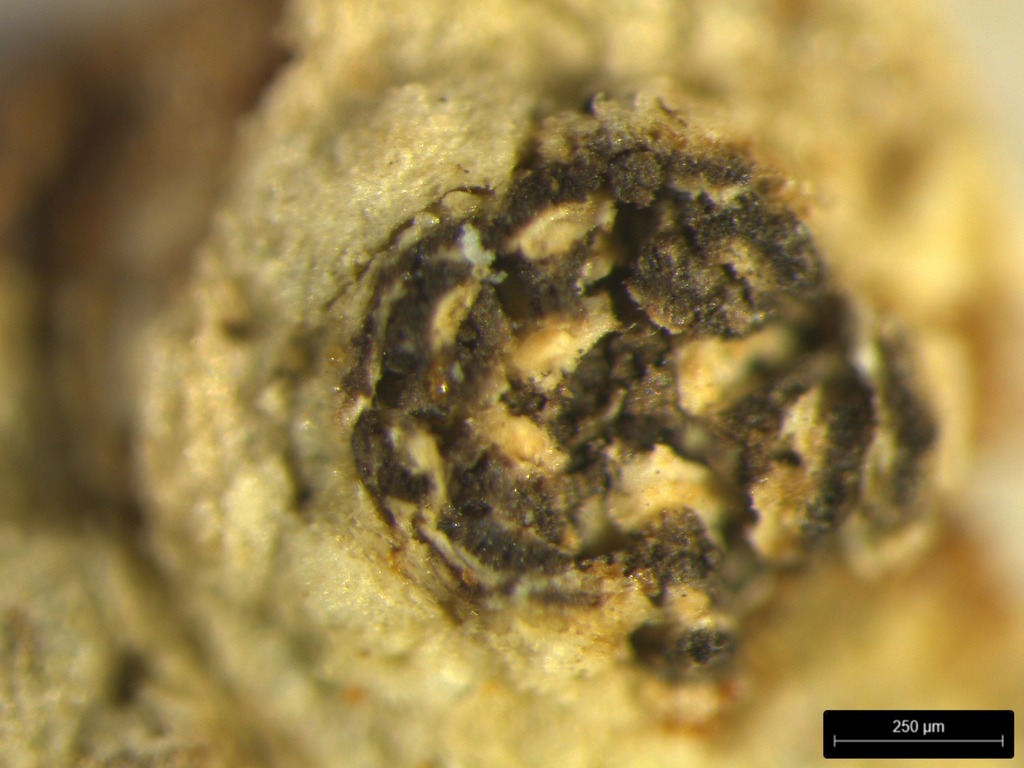 Schizotrema