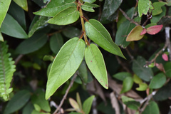 Ficus pumila awkeotsang