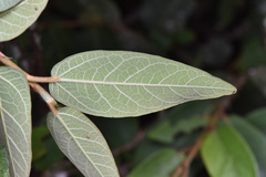 Ficus pumila awkeotsang